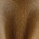 Sir Redman strik bruin leder